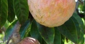 632851612 1529487334780235 6536240729063799186 n