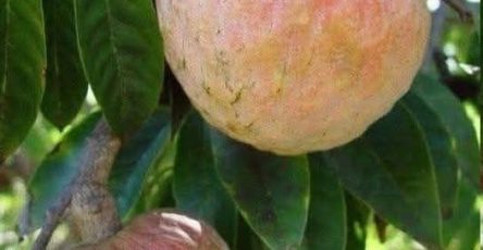 632851612 1529487334780235 6536240729063799186 n