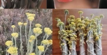 495268949 1246148963738477 4789826750826144206 n