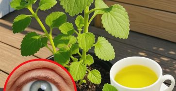 500256840 1258054525881254 4237721349651088835 n