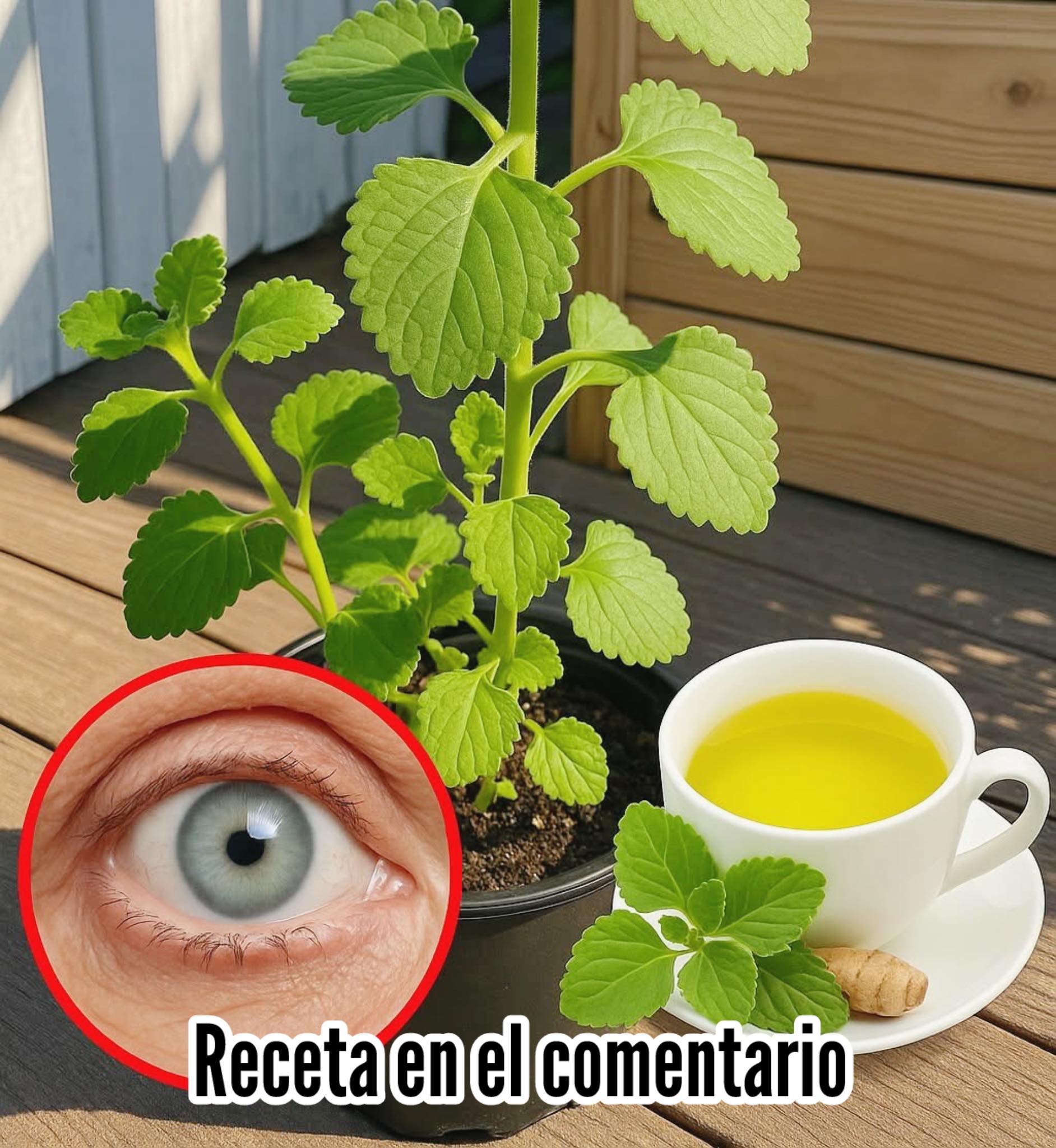 500256840 1258054525881254 4237721349651088835 n