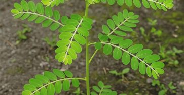 509390543 1279578577062182 7531224870425290558 n