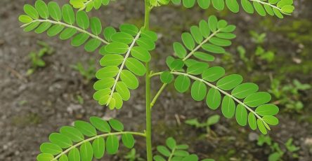 509390543 1279578577062182 7531224870425290558 n