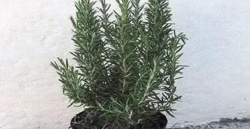 598147134 1390518909150081 1869079032534940264 n