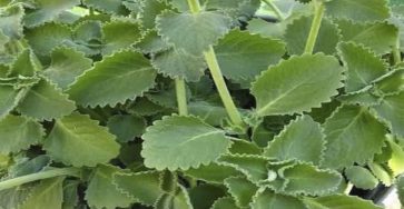 607714715 1402075144661124 981262812621356351 n