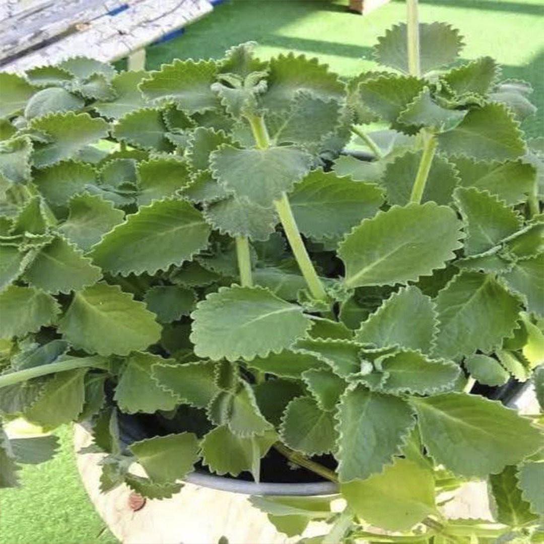 607714715 1402075144661124 981262812621356351 n