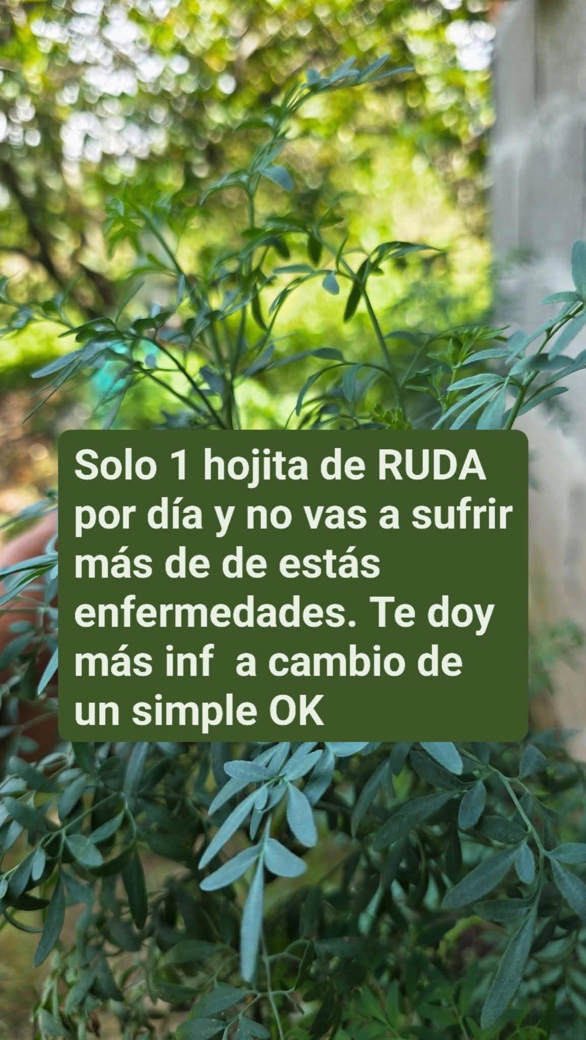 644468574 1486852983001406 4884543268135890275 n