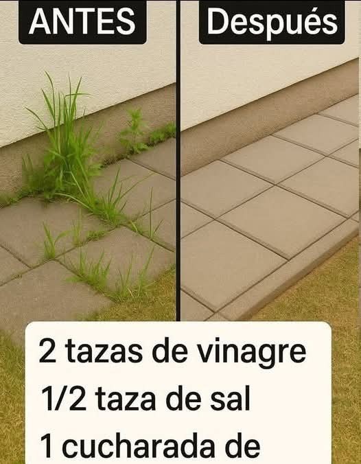 646499815 1476225974298410 3344101196606058991 n