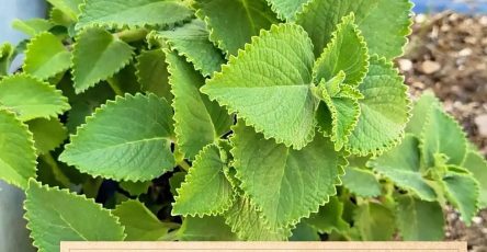 649178591 1493958852290819 6949291892553619022 n