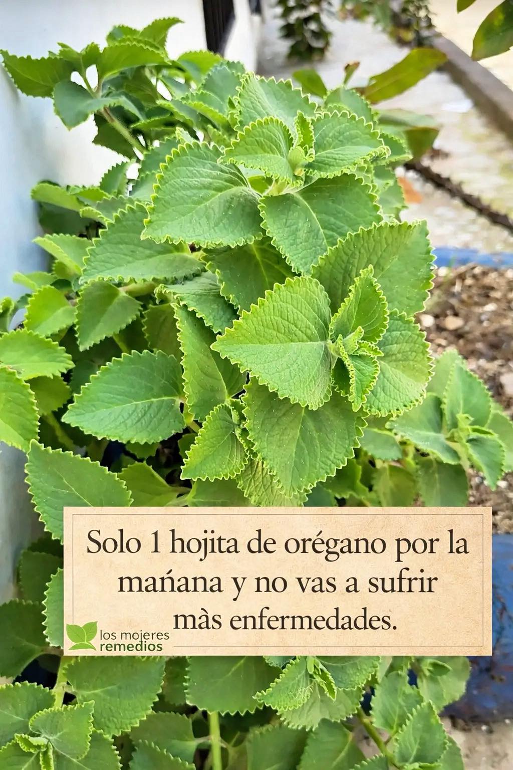 649178591 1493958852290819 6949291892553619022 n