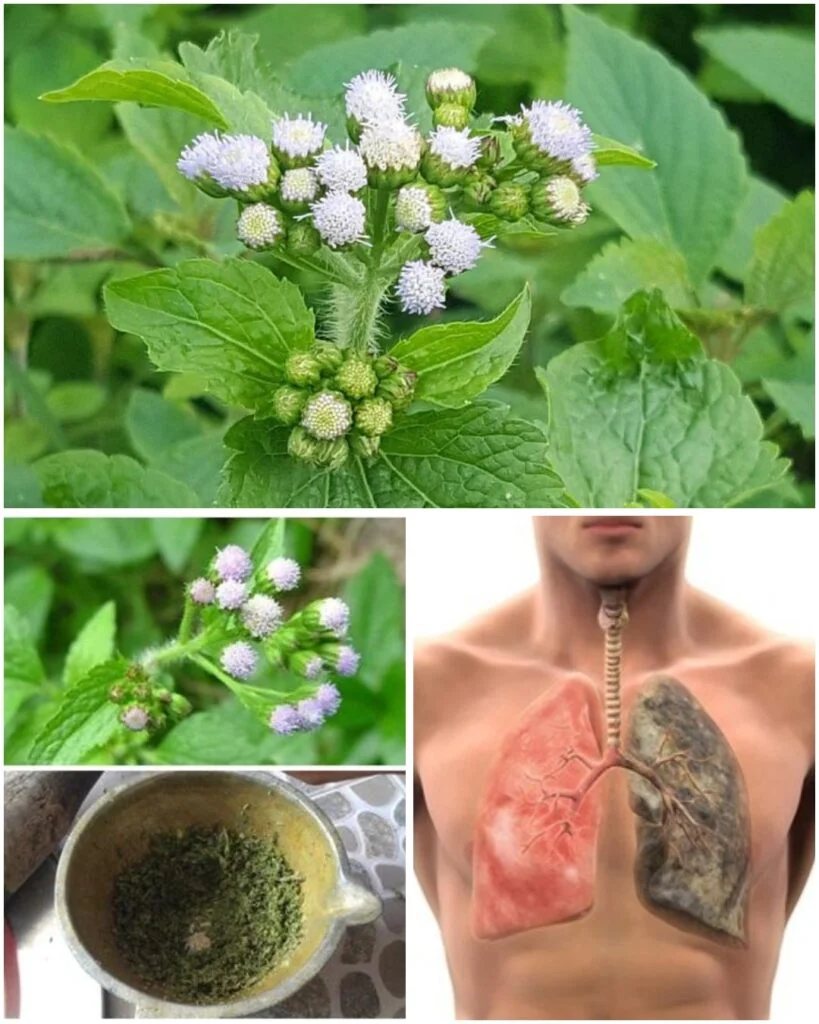 649829477 122256251954166565 1685253266360291630 n 819x1024