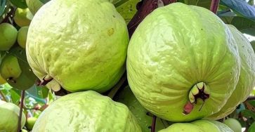 656643750 4290202014551292 2354392148013671290 n