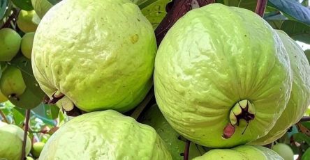 656643750 4290202014551292 2354392148013671290 n