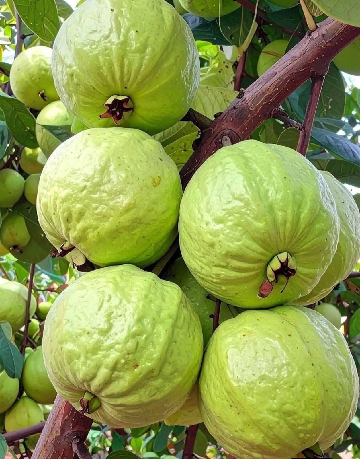 656643750 4290202014551292 2354392148013671290 n