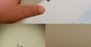 457460923 1044784483686852 8745277608155737584 n