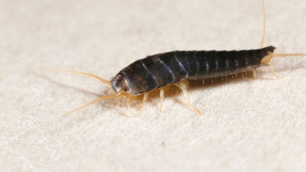 5QQ5I4EJY5DJXDU4XTVWFRYKIM