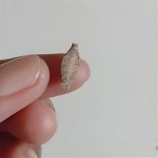 602929276 909256394860272 4494743786881578638 n