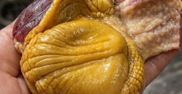 612040709 1463624288661566 2058081133308695817 n