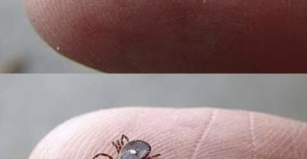 622712229 1466983895432639 6467598281635849720 n