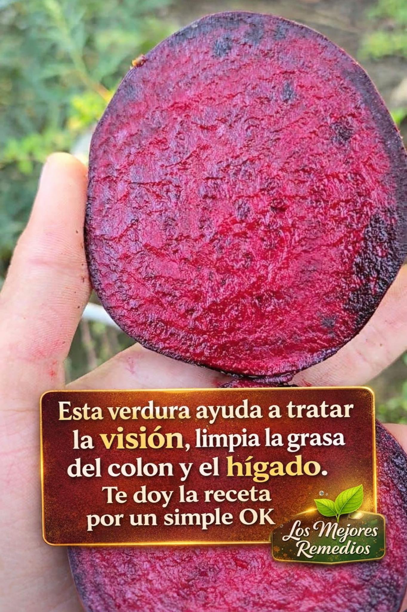 662599866 1519057613114276 3332493534495898205 n