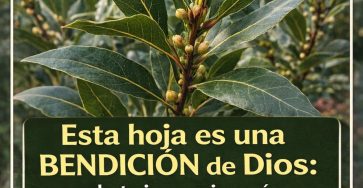 663297851 1517254823294555 9140139535779772128 n