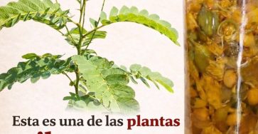 666483291 1517743156579055 4499729790198244612 n