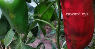 668533776 1513024400393097 3987849194552118064 n