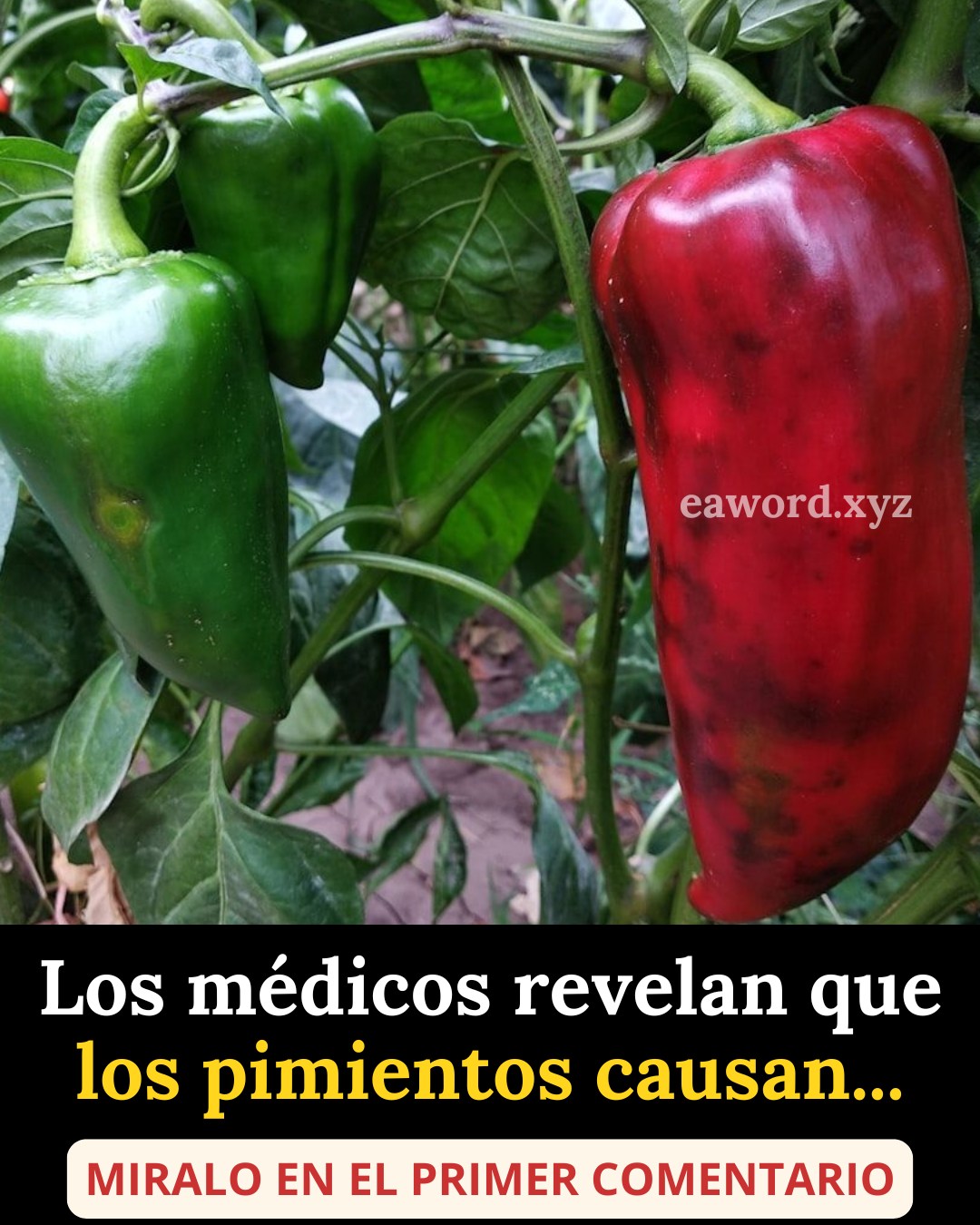 668533776 1513024400393097 3987849194552118064 n