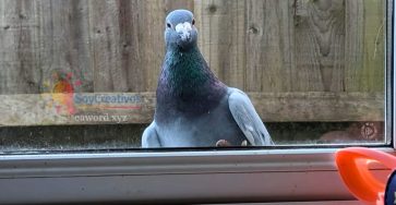 671497690 1515350366827167 3440744308776259045 n