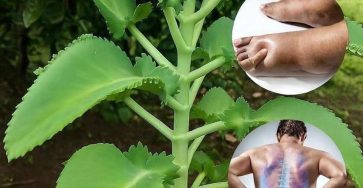 673553494 1516129069874353 1216344742098644743 n