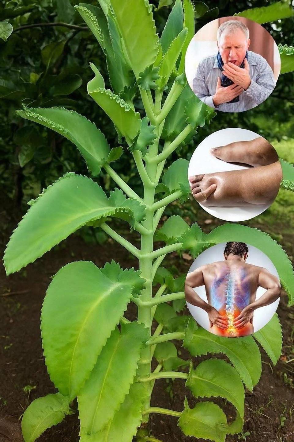 673553494 1516129069874353 1216344742098644743 n