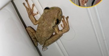 677595496 1520820526280151 255977329886289458 n