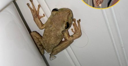 677595496 1520820526280151 255977329886289458 n