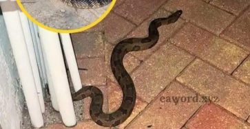 WhatsApp Image 2026 04 02 at 01.39.23