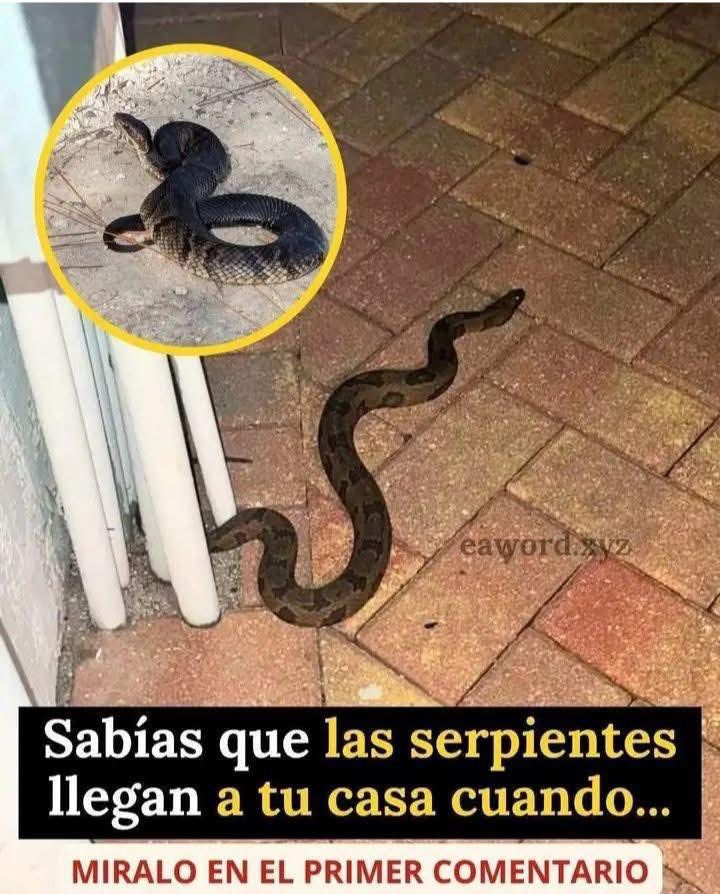 WhatsApp Image 2026 04 02 at 01.39.23