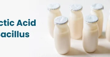 Lactic acid bacillus