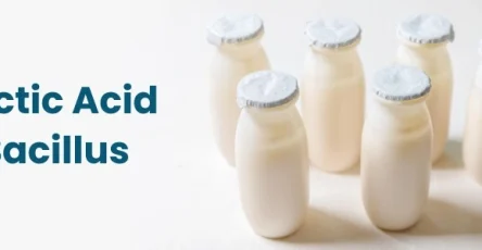 Lactic acid bacillus