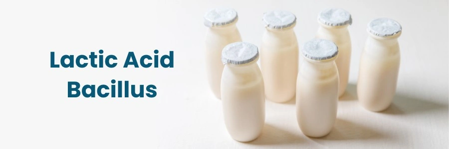 Lactic acid bacillus